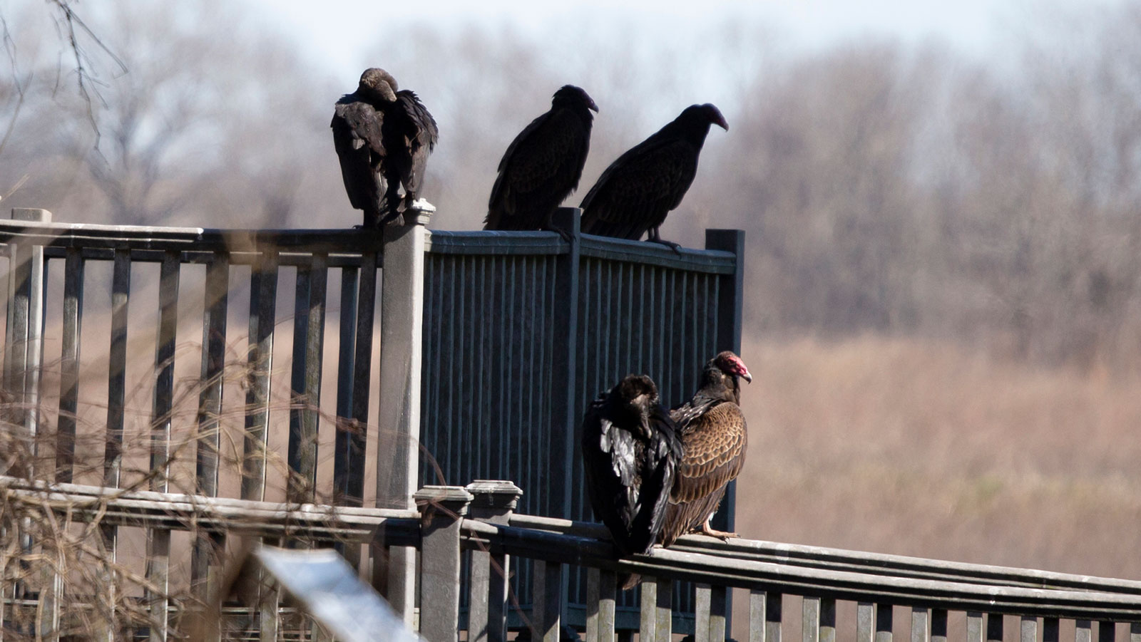 Black vultures perched on a platform with a turkey vulture