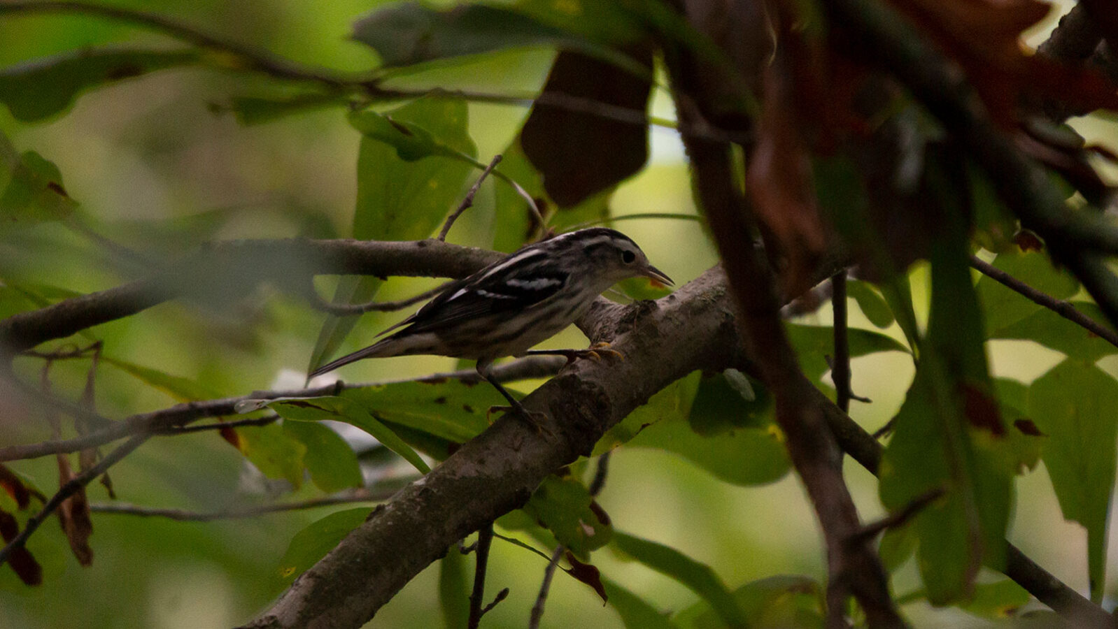 Black and white warbler foraging on a tree branch
