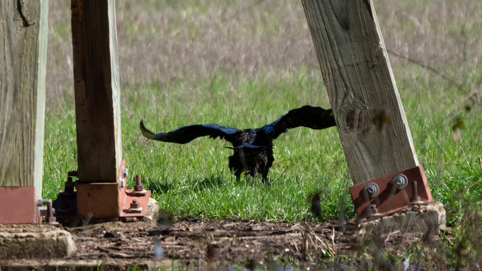 Black vulture landing on the ground in green grass