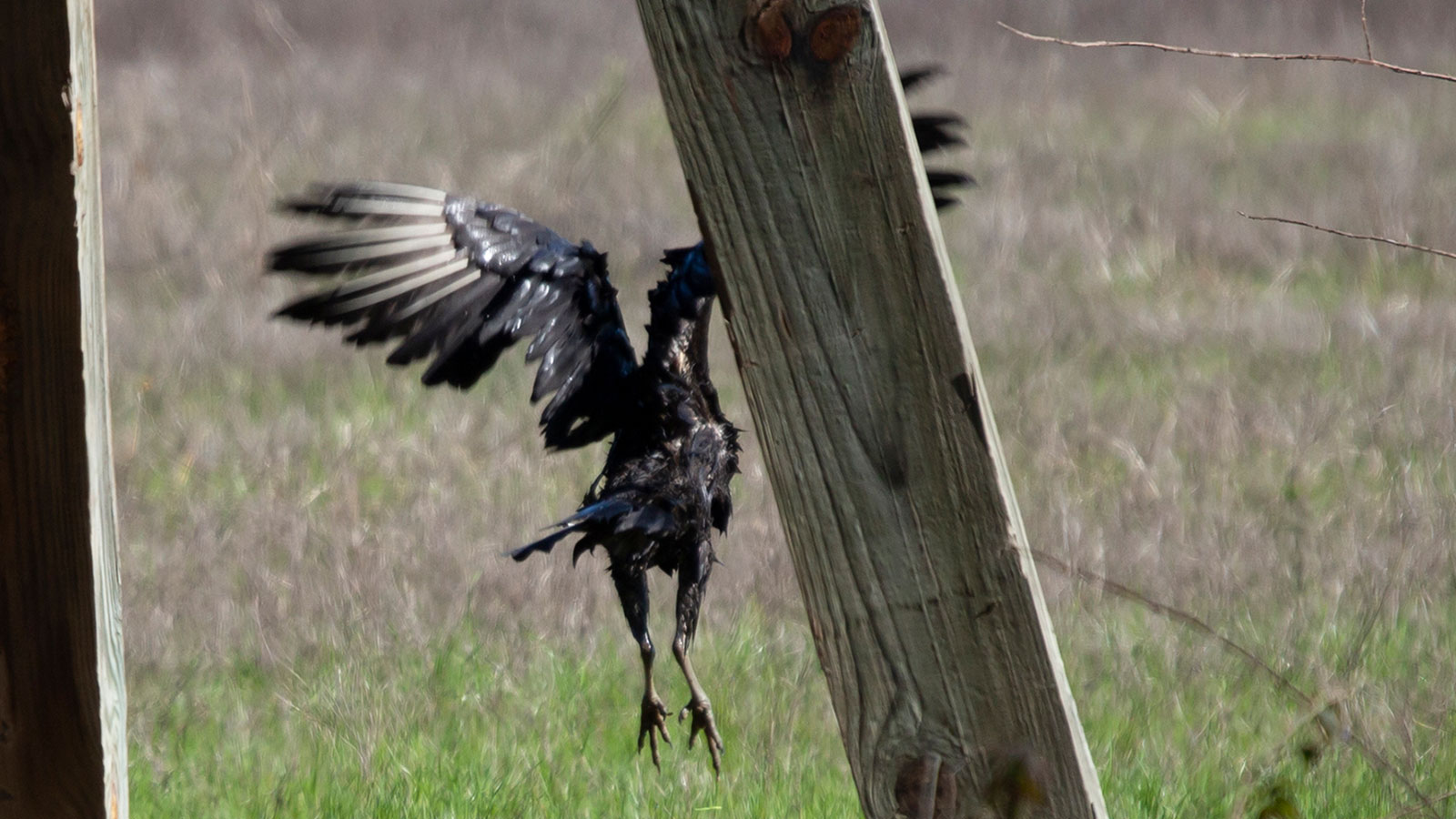 Black vulture taking off near a wooden plank