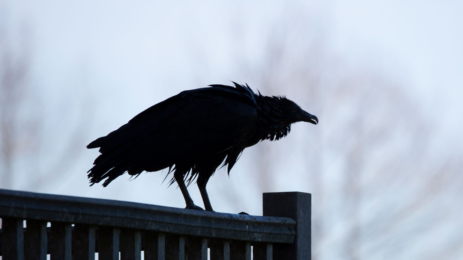 Wet black vulture perched on a platform