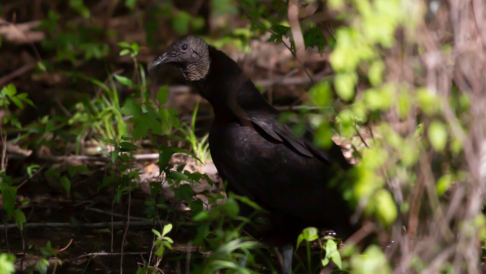 Black vulture in the forest on the ground