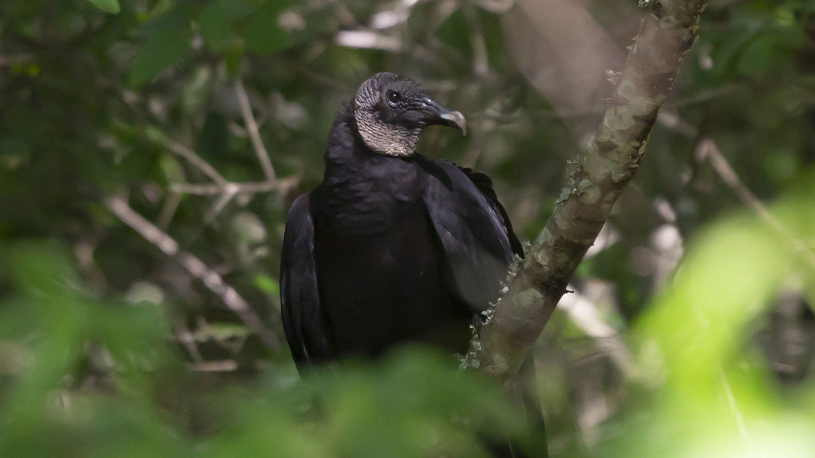 Black vulture looking around through the bramble on a tree branch
