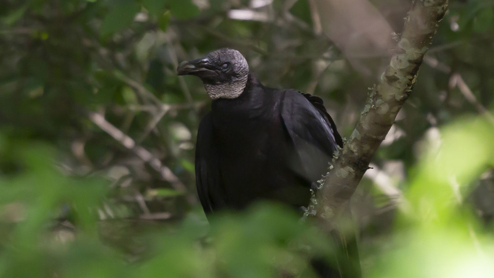 Black vulture through the bramble on a tree branch