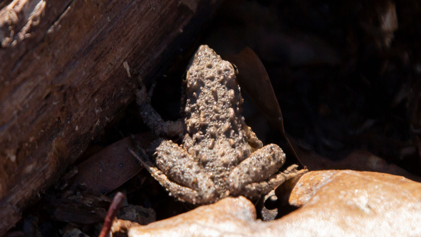 Blanchard's cricket frog on a dead, brown leaf near a fallen log