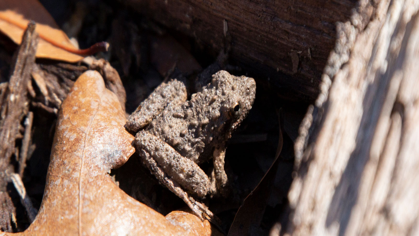 Blanchard's cricket frog on a dead, brown leaf near two fallen logs