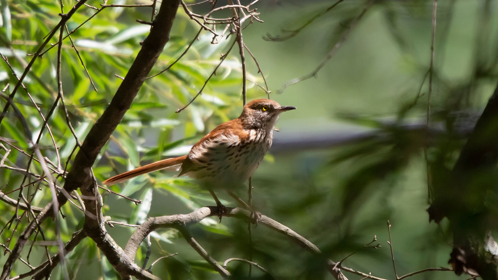 Brown thrasher on a tree branch