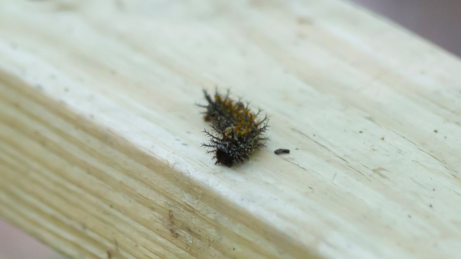 Buck moth caterpillar on a wooden board