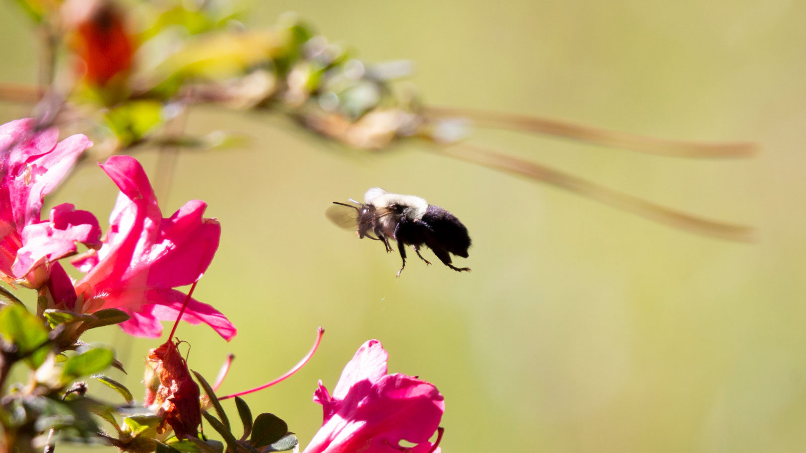 Common eastern bumble bee flying toward pink flowers