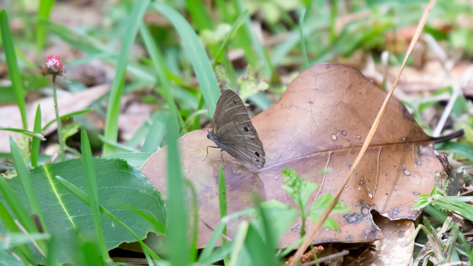 Carolina satyr butterfly on a dead, brown leaf