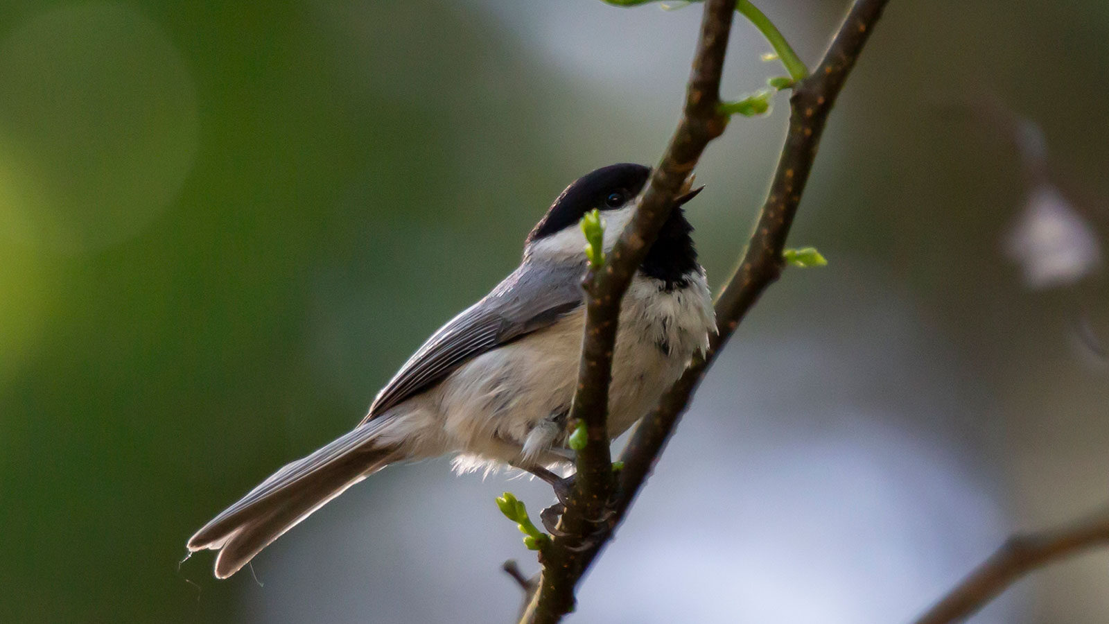 Carolina chickadee snacking on a seed from its perch on a bush branch