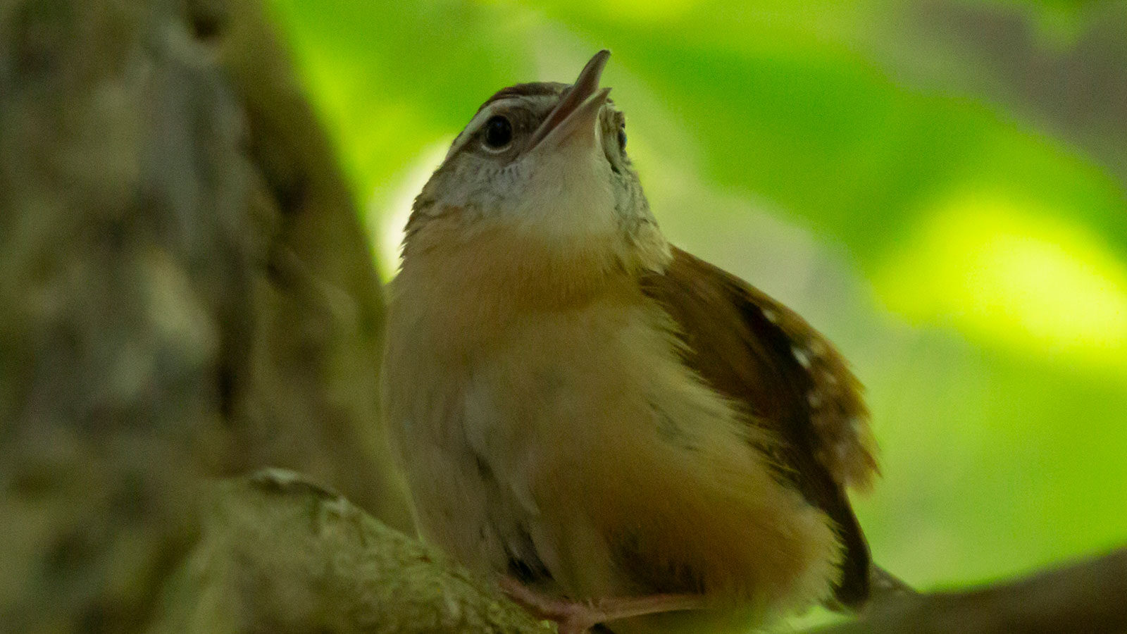 Carolina wren chirping as it fluffs out in a defensive posture