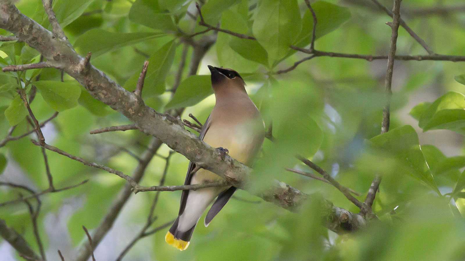 Cedar waxwing perched on a tree branch