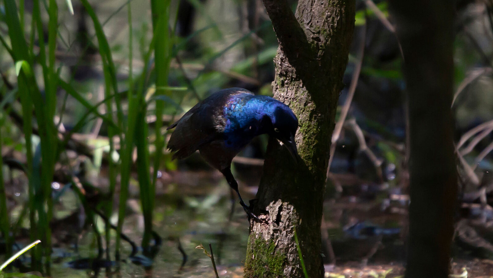 Common grackle foraging on a tree in shallow water