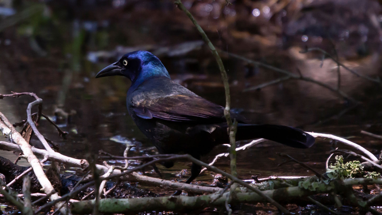 Common grackle foraging at the edge of shallow water