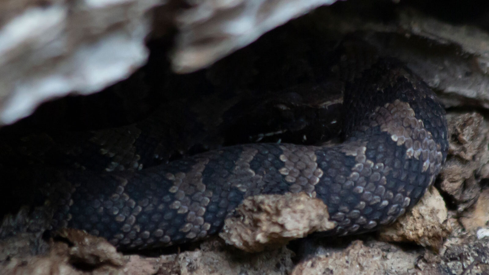 Young cottonmouth resting watchfully under a log ledge