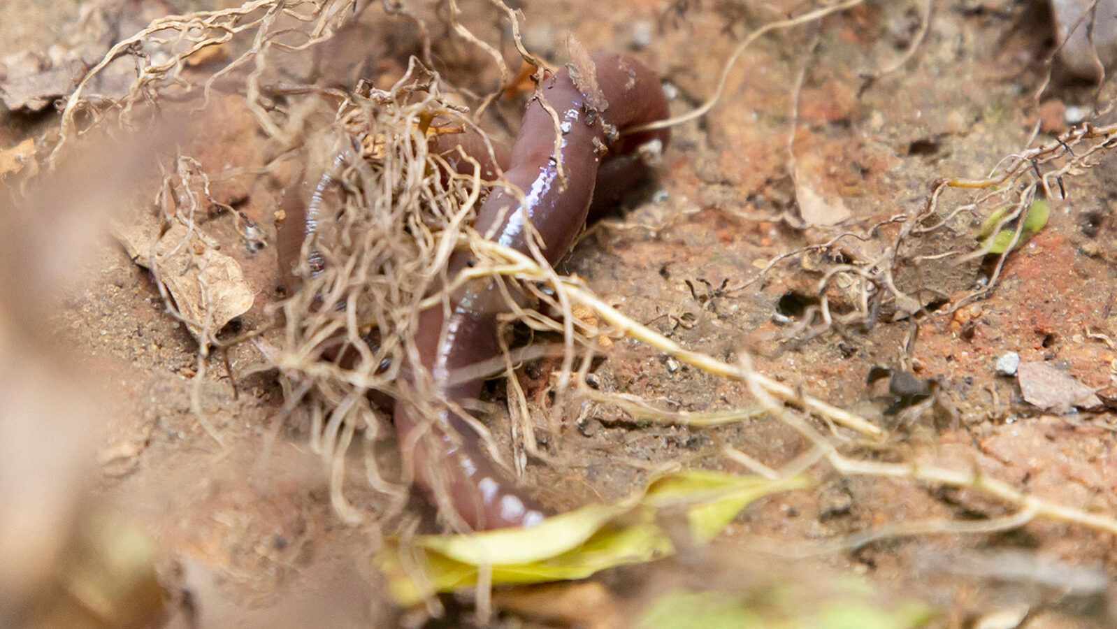 Earthworm crawling on the ground