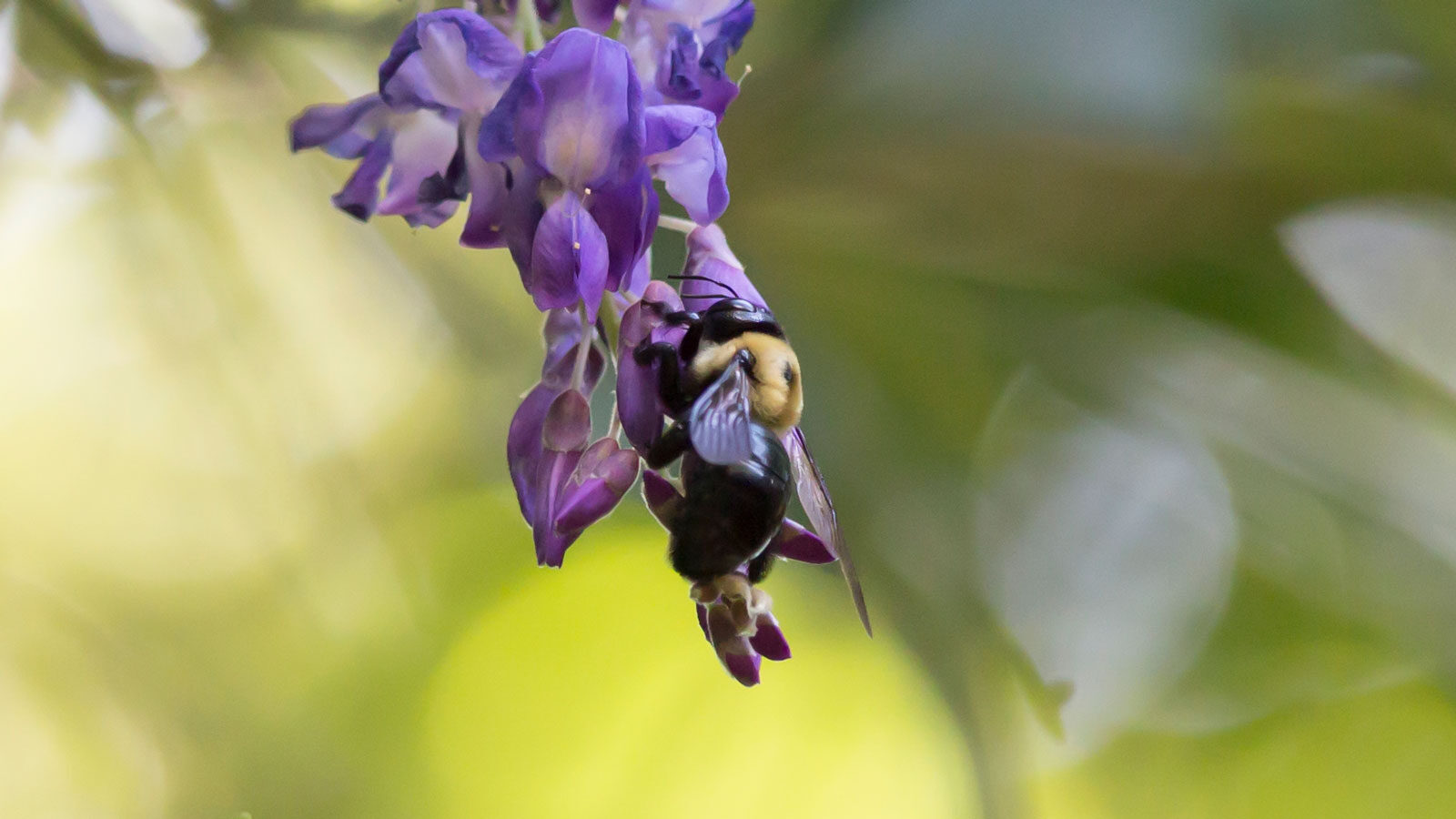 Eastern carpenter bee eating nectar from a purple flower