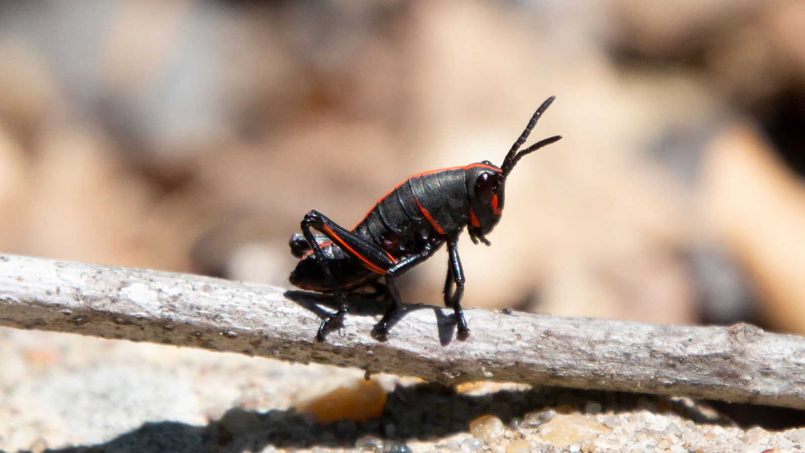 Eastern lubber grasshopper nymph on a dried tree twig on cement