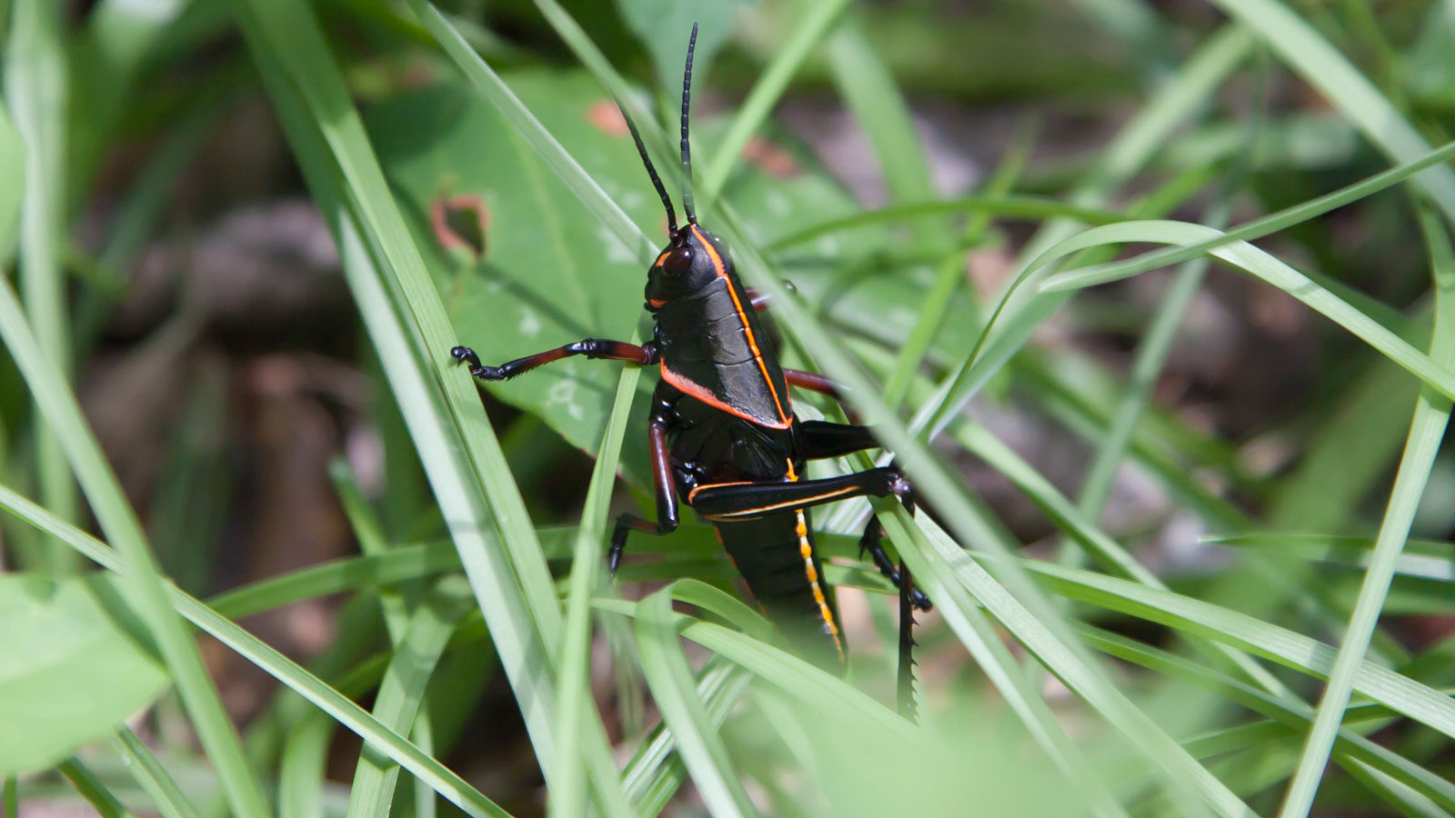 Eastern lubber grasshopper nymph in the grass