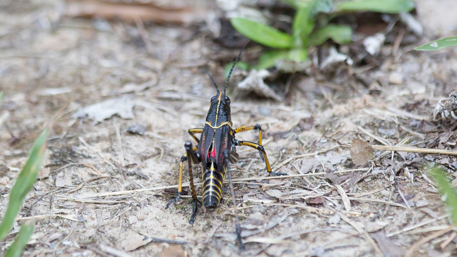 Young eastern lubber grasshopper on a patch of dirt