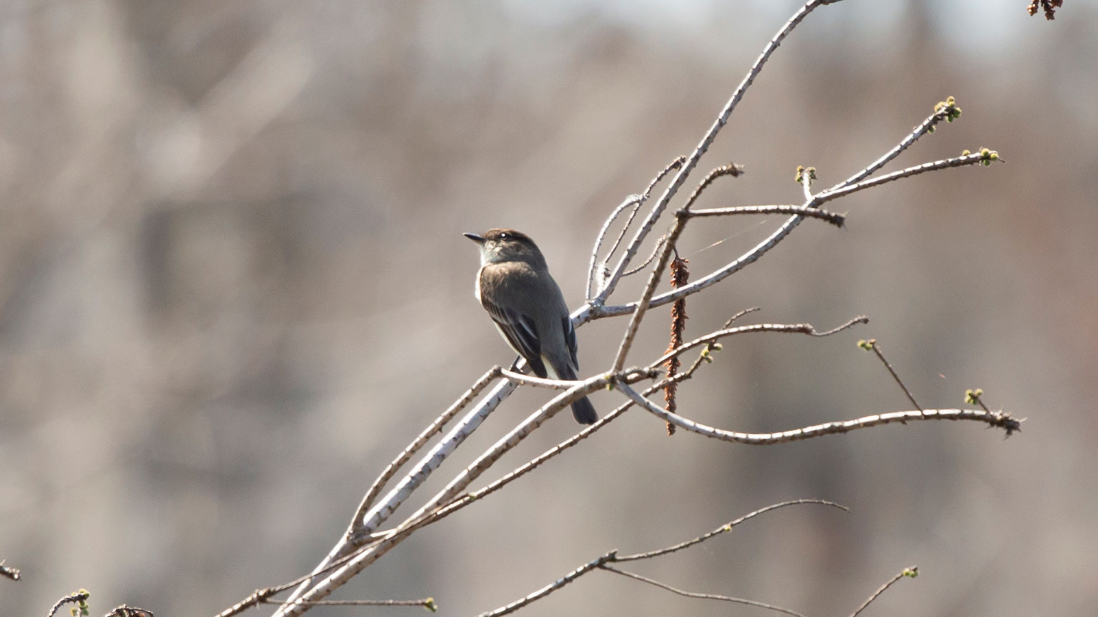 Eastern phoebe looking out thoughtfully from a branch