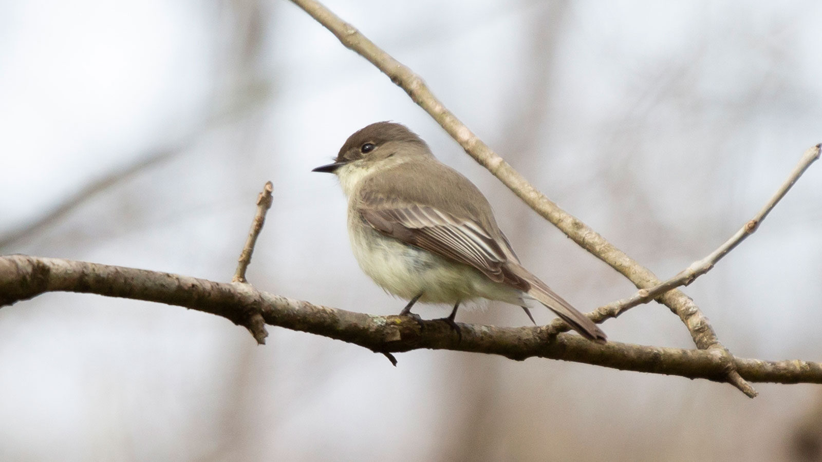 Eastern phoebe looking around from its perch on a tree limb