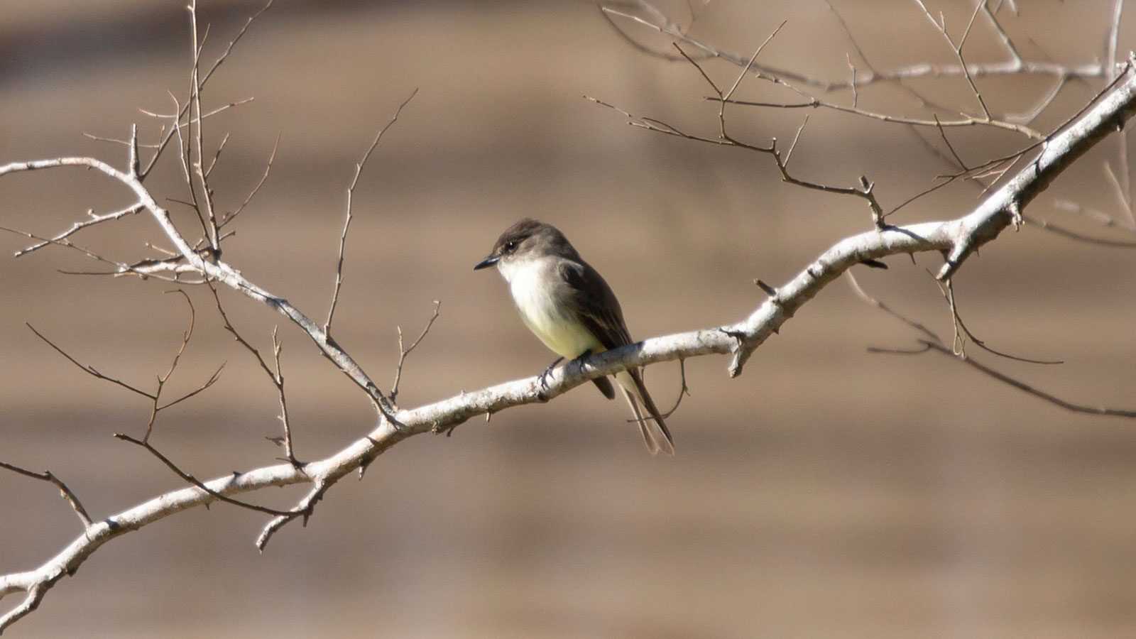 Eastern phoebe looking around from its perch above water