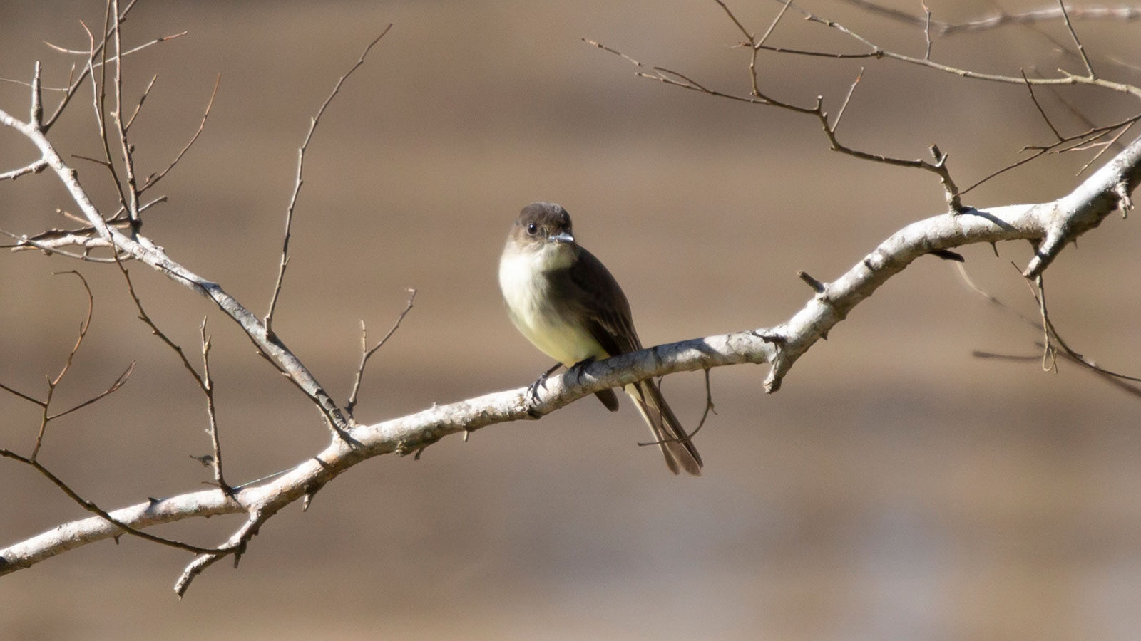 Eastern phoebe looking around from its perch above water