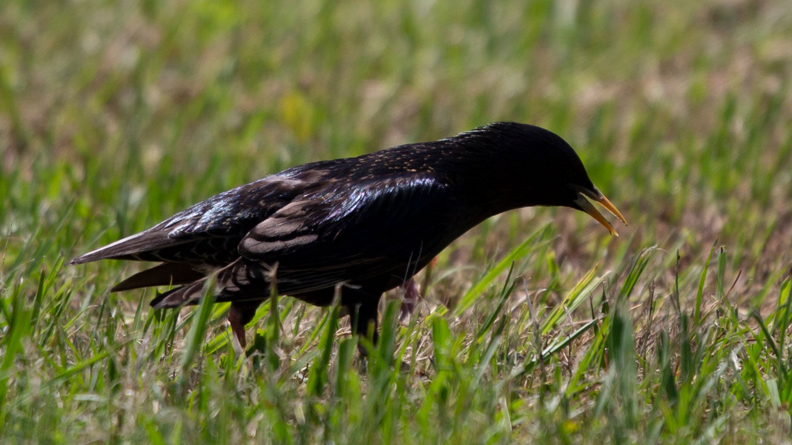 European starling foraging on a well-manicured lawn