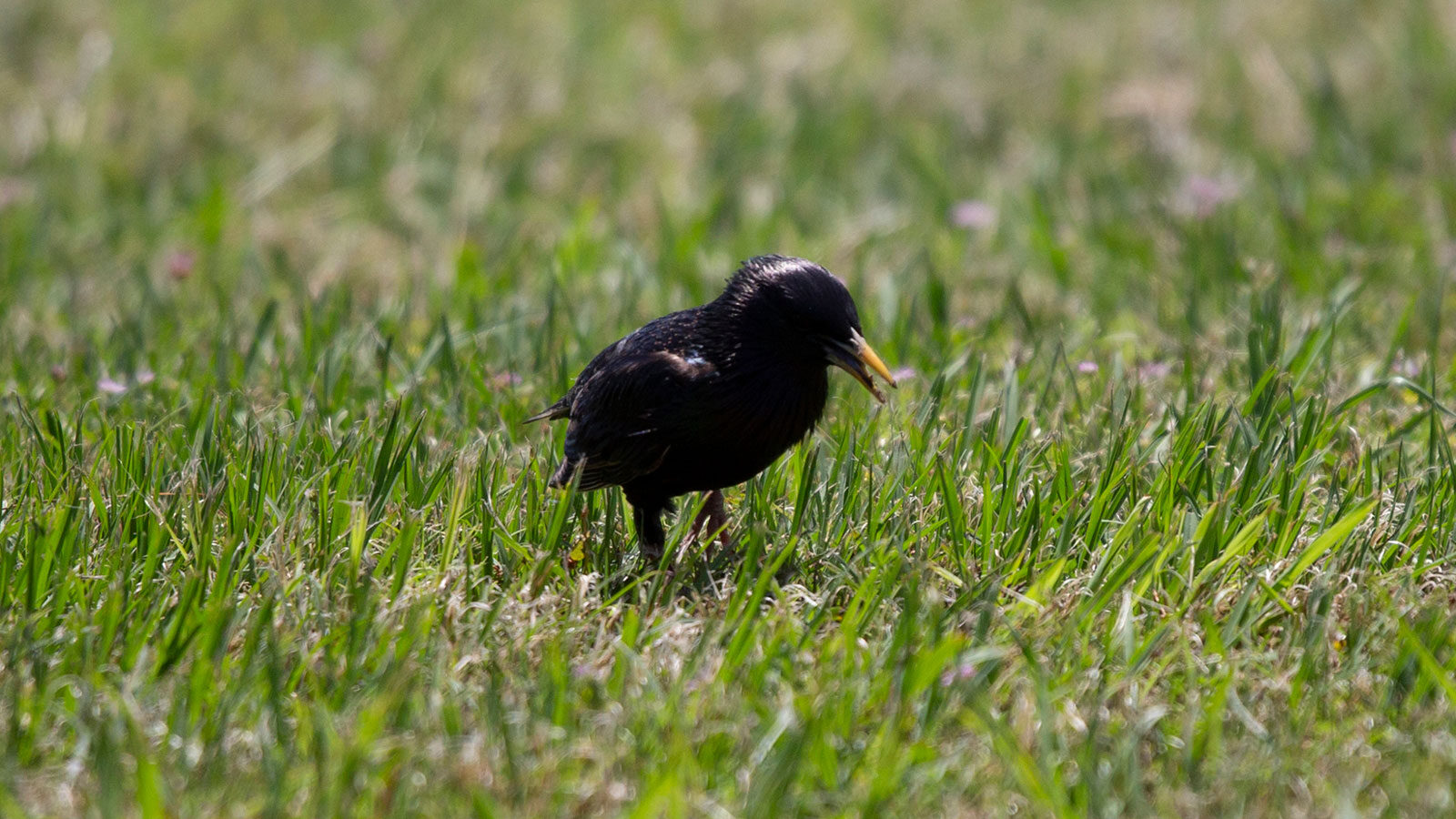 European starling foraging on a well-manicured lawn