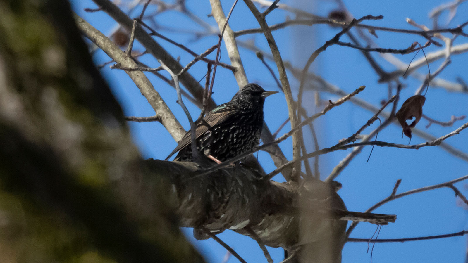 European (common) starling on a tree branch