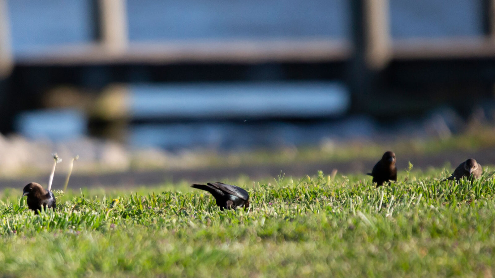 Flock of brown-headed cowbirds foraging on a lawn