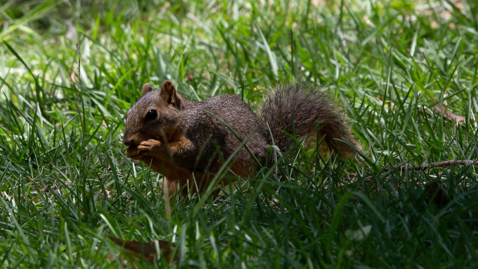 Fox squirrel snacking on a nut in grass
