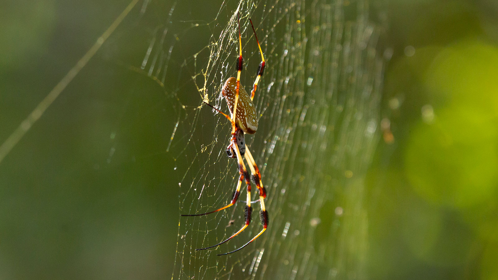 Golden Silk Spider at the Tensas River NWR.