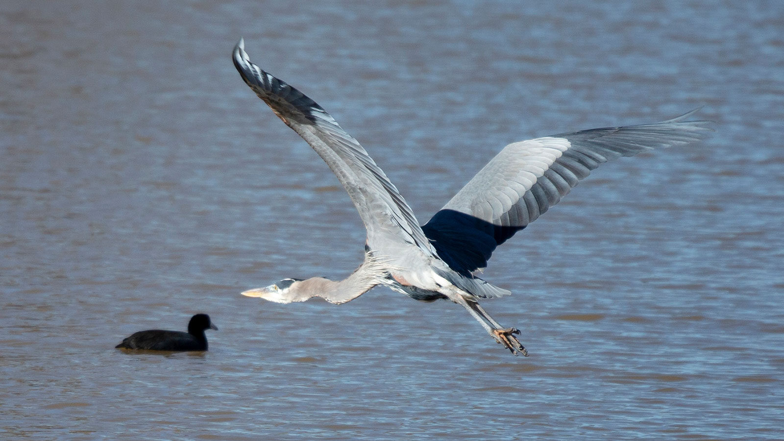 Great blue heron in flight over an American coot in water