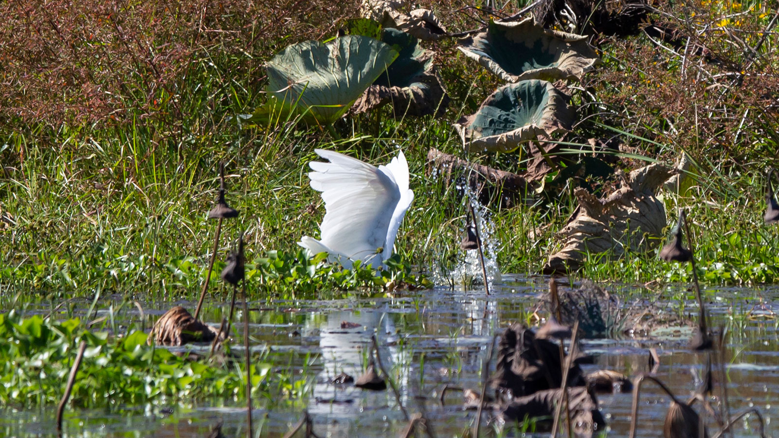Great egret hunting in shallow water