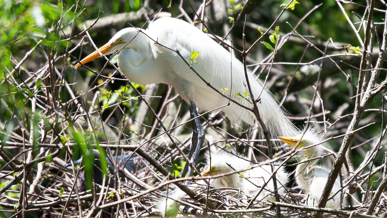 Great egret guarding its chicks in a nest