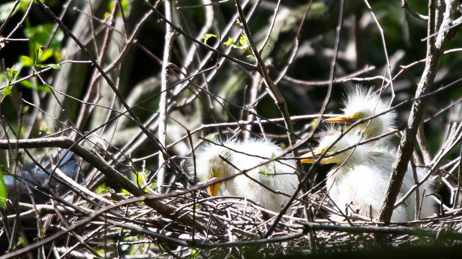 Great egret chicks in a nest