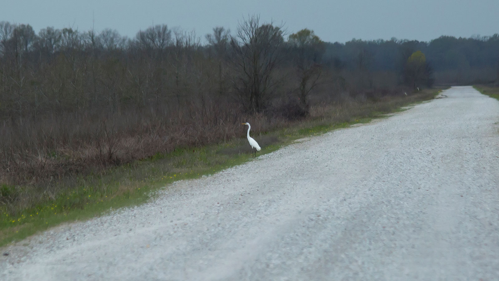 Great egret by a roadside ditch