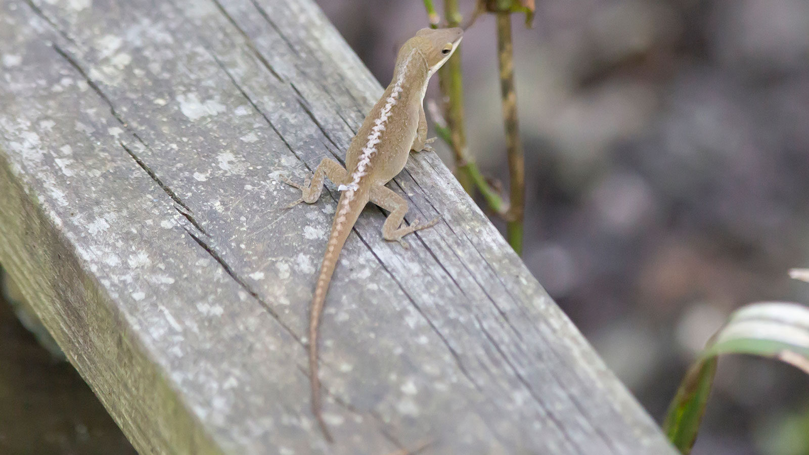 Green anole in a brown phase crawling on a wooden rail