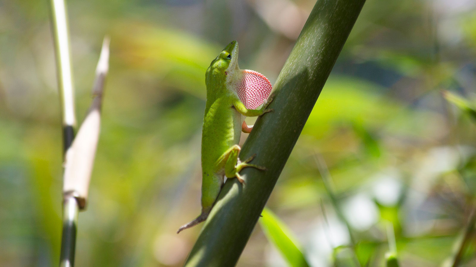 Green anole on a stem in a territorial display