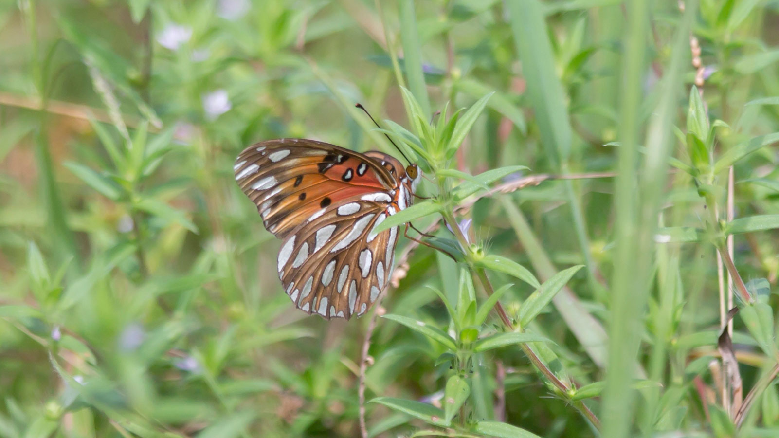 Gulf fritillary butterfly drinking nectar from a flower