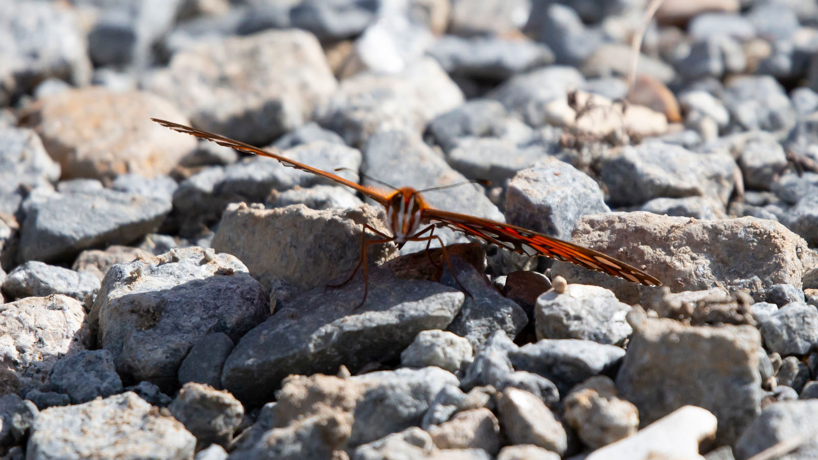 Gulf fritillary butterfly on gravel