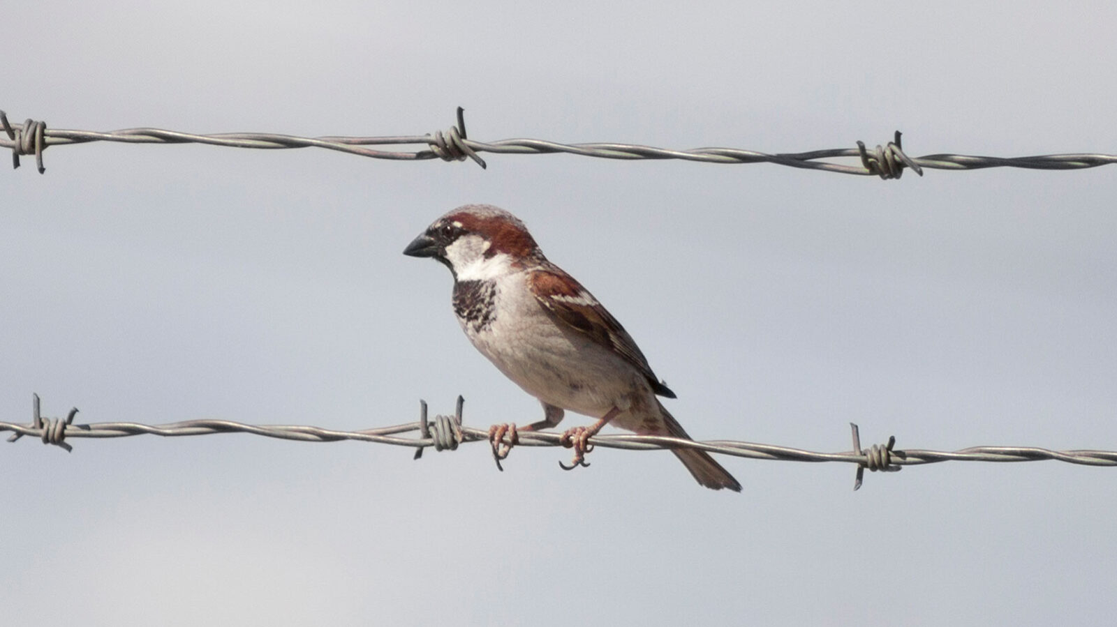 Male house sparrow on a wire fence