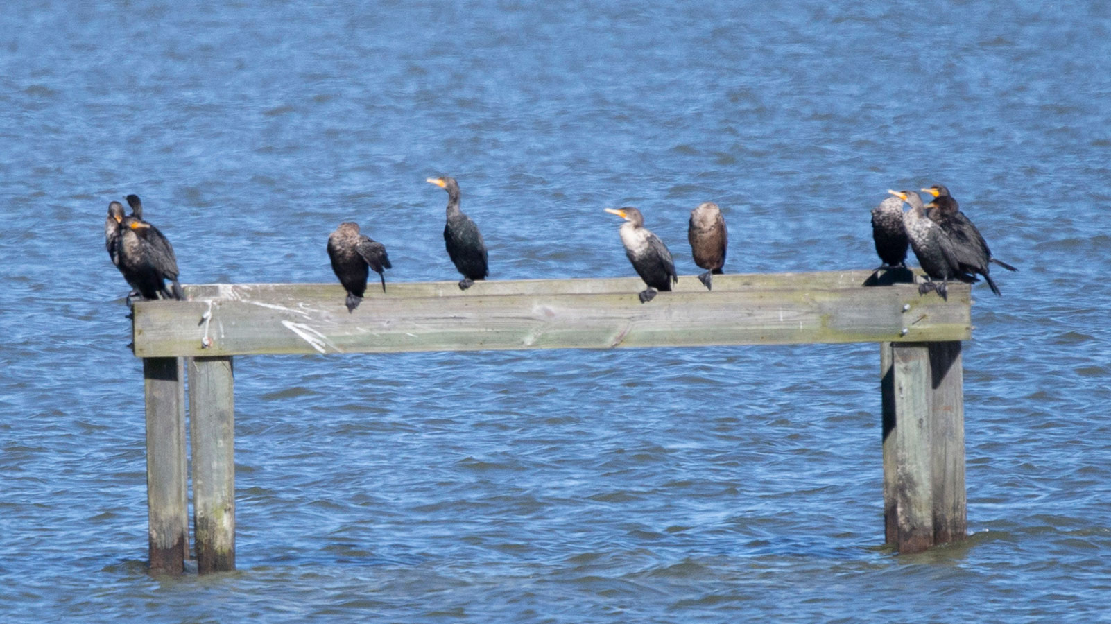 Flock of double-crested cormorants on a wooden platform in water