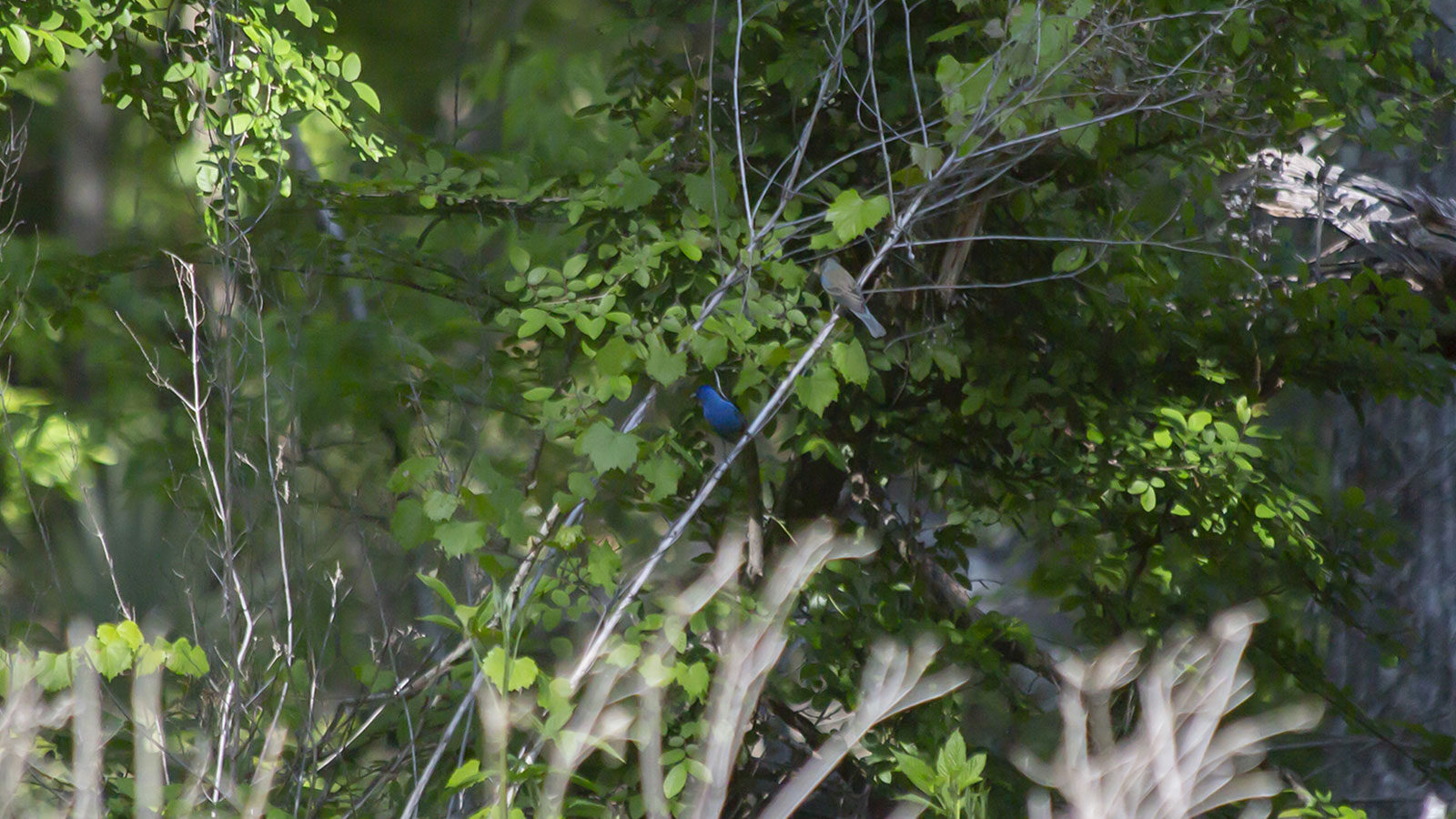 Indigo bunting looking out from a tree