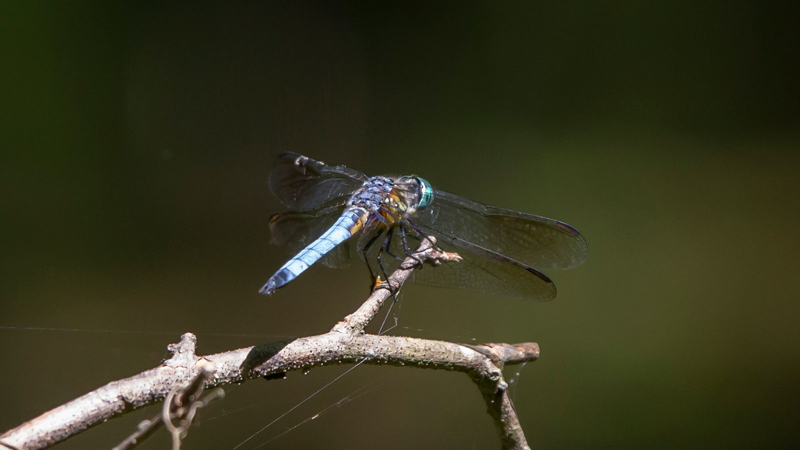 Male blue dasher on a tree twig