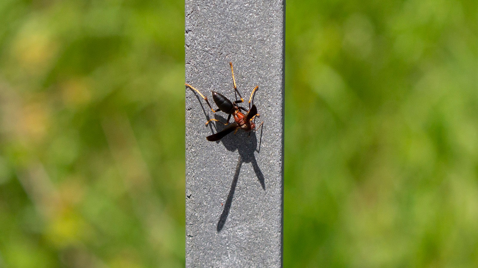 Metric paper wasp on a cement platform
