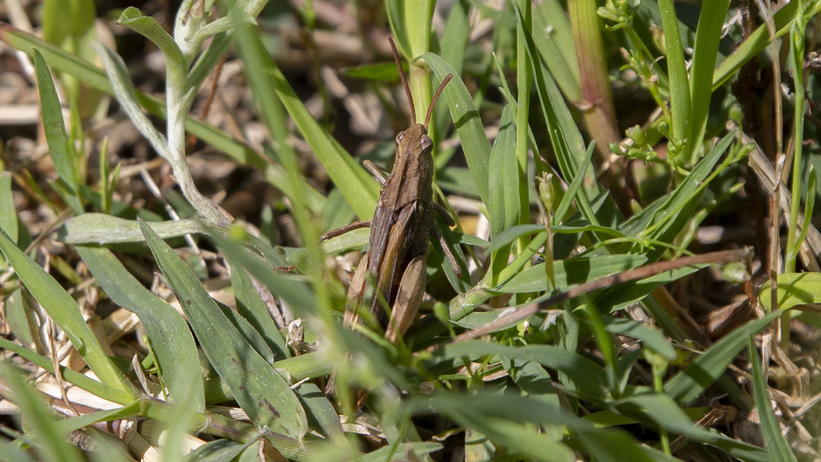 Mischievous bird grasshopper on grass